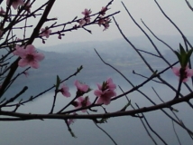 三月 。桃花