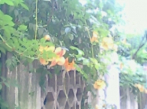 古城芳色